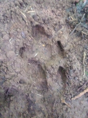 Tapirus terrestris