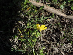 Ranunculus fascicularis