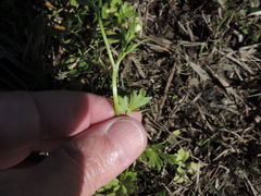 Ranunculus fascicularis