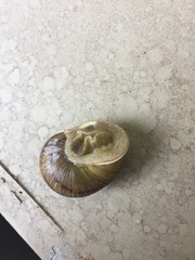 Cornu aspersum