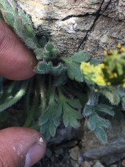 Papaver radicatum kluanense