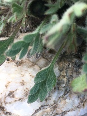 Papaver radicatum kluanense