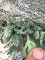 Papaver radicatum kluanense