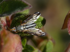 Dorycera grandis