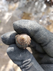 Ellobiidae