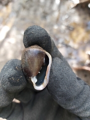Ellobiidae