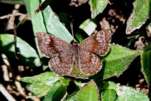 Aymaran Metalmark