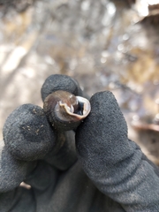 Ellobiidae
