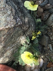 Papaver radicatum kluanense