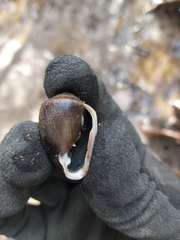 Ellobiidae