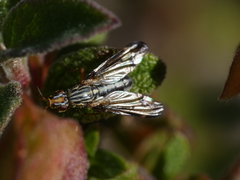 Dorycera grandis