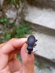 Carabus catenulatus