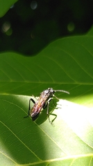 Macrophya blanda