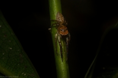 Prostheclina pallida