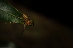 Prostheclina pallida