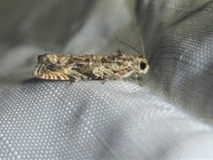 Olethreutes olivaceana