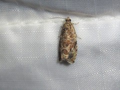 Olethreutes olivaceana