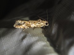 Olethreutes olivaceana