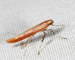 Caloptilia invariabilis