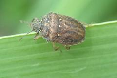 Storthecoris nigriceps