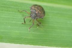 Storthecoris nigriceps
