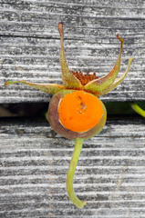 Phragmidium rosae-pimpinellifoliae