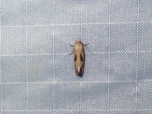 Two-spotted Eugnosta Moth photo 5