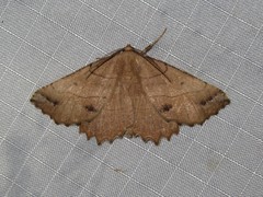 Euchlaena johnsonaria