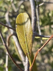 Stomatostemma monteiroae