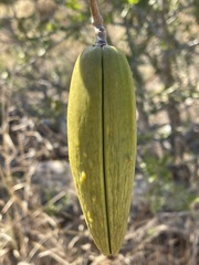 Stomatostemma monteiroae