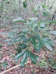 Dendropanax arboreus
