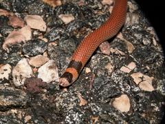 Brachyurophis incinctus
