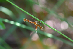 Oxyptilus pilosellae