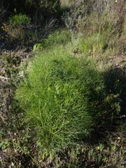 Peucedanum officinale