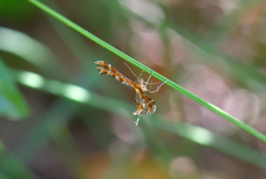 Oxyptilus pilosellae