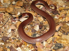 Brachyurophis incinctus