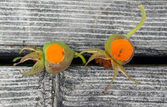Phragmidium rosae-pimpinellifoliae
