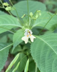 Impatiens parviflora