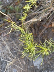 Asparagus cooperi