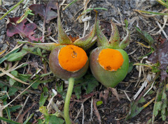 Phragmidium rosae-pimpinellifoliae