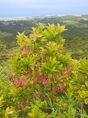 Vaccinium cylindraceum