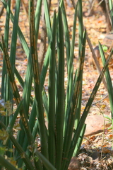 Sansevieria pearsonii