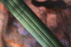 Sansevieria pearsonii