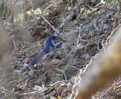 Aphelocoma insularis