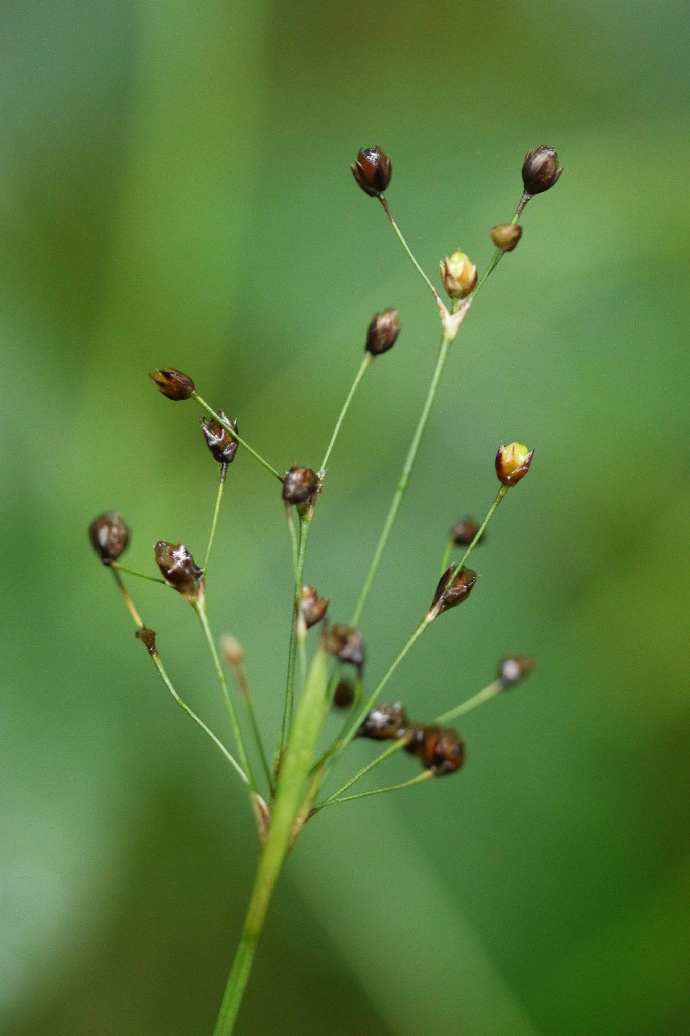 Luzula forsteri