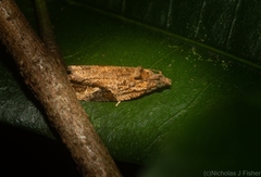 Megalota uncimacula