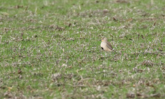 Oreopholus ruficollis