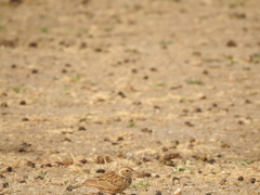 Mirafra erythroptera