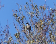 Aphelocoma insularis