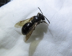 Andrena nuda
